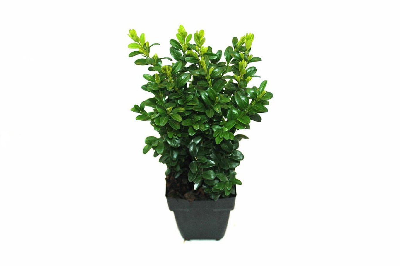 Buxus sempervirens - P11